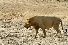 Vestafrikansk hanløve fra Benin.