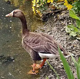 Blisgås (Anser albifrons)