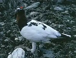 Dalrype (Lagopus lagopus).