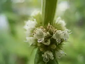 Sværtevæld (Lycopus europaeus)