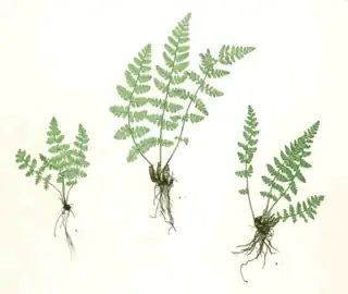 Frynsebregne (Woodsia ilvensis)
