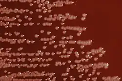 Yersinia enterocoliticapå en blod-agar plade