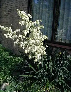 Trævlet Palmelilje (Yucca filamentosa)