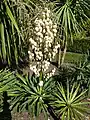 Yucca gloriosa