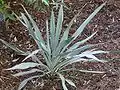 Yucca pallida.