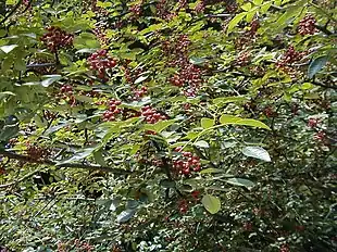 Tandpinetræ (Zanthoxylum americanum) Foto: A. Barra