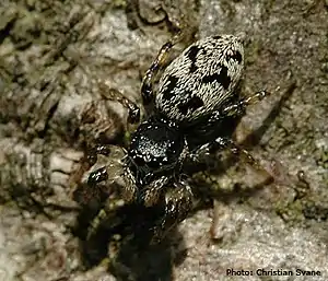 Skovzebraedderkop Salticus cingulatus