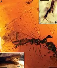 Amarantoraphidia (†Mesoraphidiidae) fundet i Spanien i rav fra tidlig Kridt