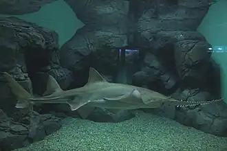 Ferskvandssavfisk (Pristis microdon)