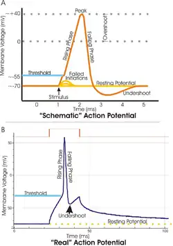 Two plots of the membrane potential (measured in mV) versus time (ms). Top: idealized plot where the membrane potential starts out at -70 mV at time zero. A stimulus is applied at time = 1 ms, which raises the membrane potential above -55 mV (the threshold potential). After the stimulus is applied, the membrane potential rapidly rises to a peak potential of +40 mV at time = 2 ms. Just as quickly, the potential then drops and overshoots to -90 mV at time = 3 ms, and finally the resting potential of -70 mV is reestablished at time = 5 ms. Bottom: a plot of an experimentally determined action potential that is very similar in appearance to the idealized plot, except that the peak is much sharper and the initial drop is to -50 mV increasing to -30 mV before dropping back to the resting potential of -70 mV.