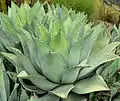 Agave flexispina