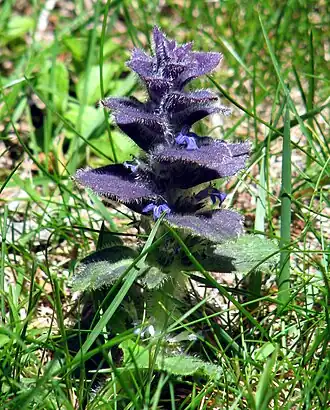Pyramide-Læbeløs (Ajuga pyramidalis) Foto:&nbsp;$Mathe94$
