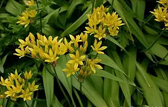 Guldløg (Allium moly) Foto:&nbsp;Sten Porse