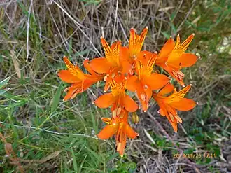 Alstroemeria ligtu Foto:&nbsp; Carlos Mourgues
