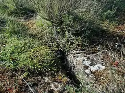 Karstsprække med Busk-Potentil, Knoldet Mjødurt og Hvid Stenurt.