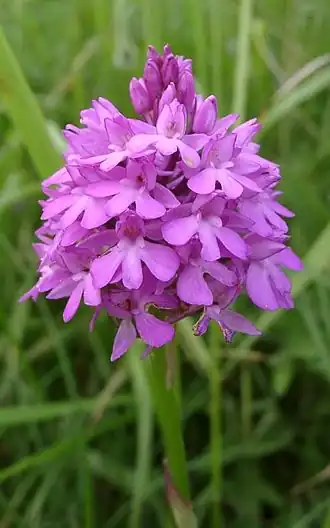 Almindelig Horndrager (Anacamptis pyramidalis).
