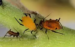 Aphid