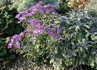 Pude-Asters set i et bed med gråblå farver.