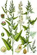 Atriplex sp