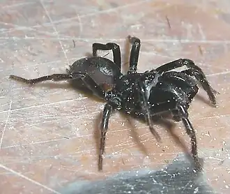 Tapetserfugleedderkoppen