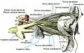 Viser nerverne i øjet fra lateralt perspektiv (højre øje set fra højre, lateral oribta fjernet) med latinske betegnelser.