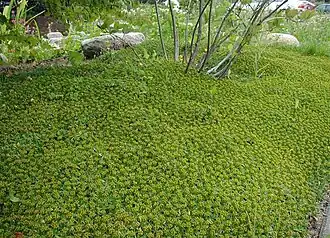 Trefliget Gummipude som bunddække.