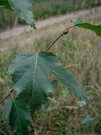Skud og blade af Vortebirk (Betula pendula).
