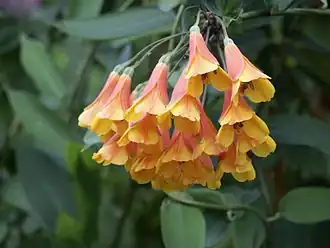 Bomarea multiflora Foto:&nbsp;Scott Zona