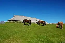 Heste foran det rekonstruerede vikingehus i sommersæsonen.