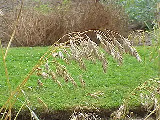 Rug-Hejre (Bromus secalinus).