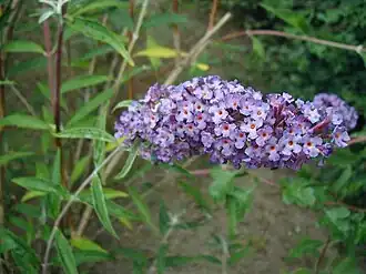 Sommerfuglebusk (Buddleja davidii)