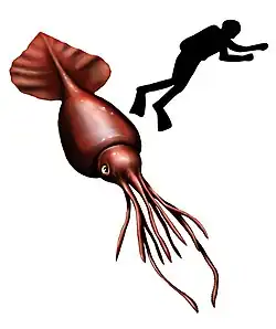 En kolosblækspruttesammenlignet med et menneske