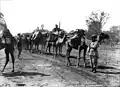 En kamel karavane i Bourke cirka 1900