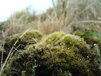 Stjernebredribbe Campylopus introflexus på Fanø