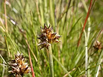 Krum star (Carex maritima)