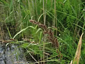 Blomsterstand af Topstar (Carex paniculata)