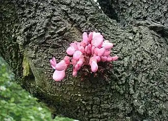Judastræ er en af de få planter, der blomstrer direkte på stammen.