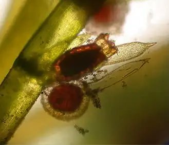 Chara sp. - formeringsorganer