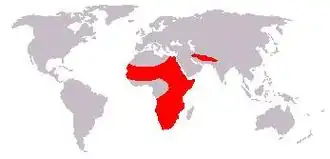 Gepardens udbredelse.