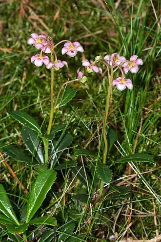 Skærmvintergrøn (Chimaphila umbellata)