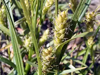 Tæthårede frugthylstre af Håret Star