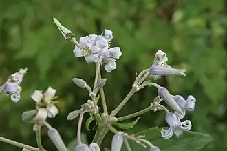Opret skovranke (Clematis stans)Foto:&nbsp;Sten Porse