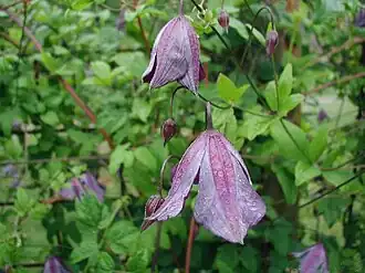 Italiensk Skovranke i sin første blomstring