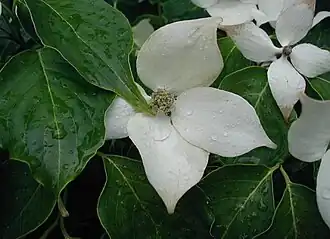 Typiske Kornel-blade og de smukke, renthvide højblade.