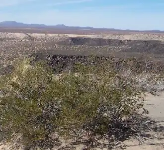 Kreosotbusk (Larrea tridentata): Naturlig biotop.