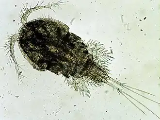 Cyclops i kraftig forstørrelse.