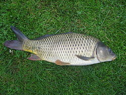 Karpe, Cyprinus carpio