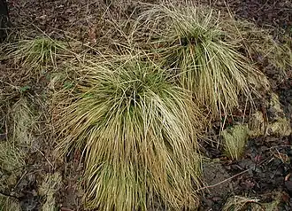 Mosebunke (Deschampsia cespitosa).