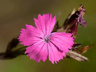 Karteusernellike (Dianthus carthusianorum)Foto: Kristian Peters