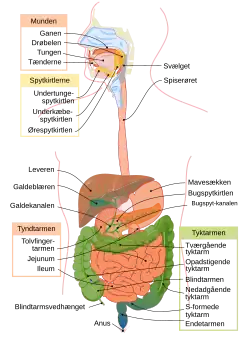 Fordøjelsen fra mund til anus.